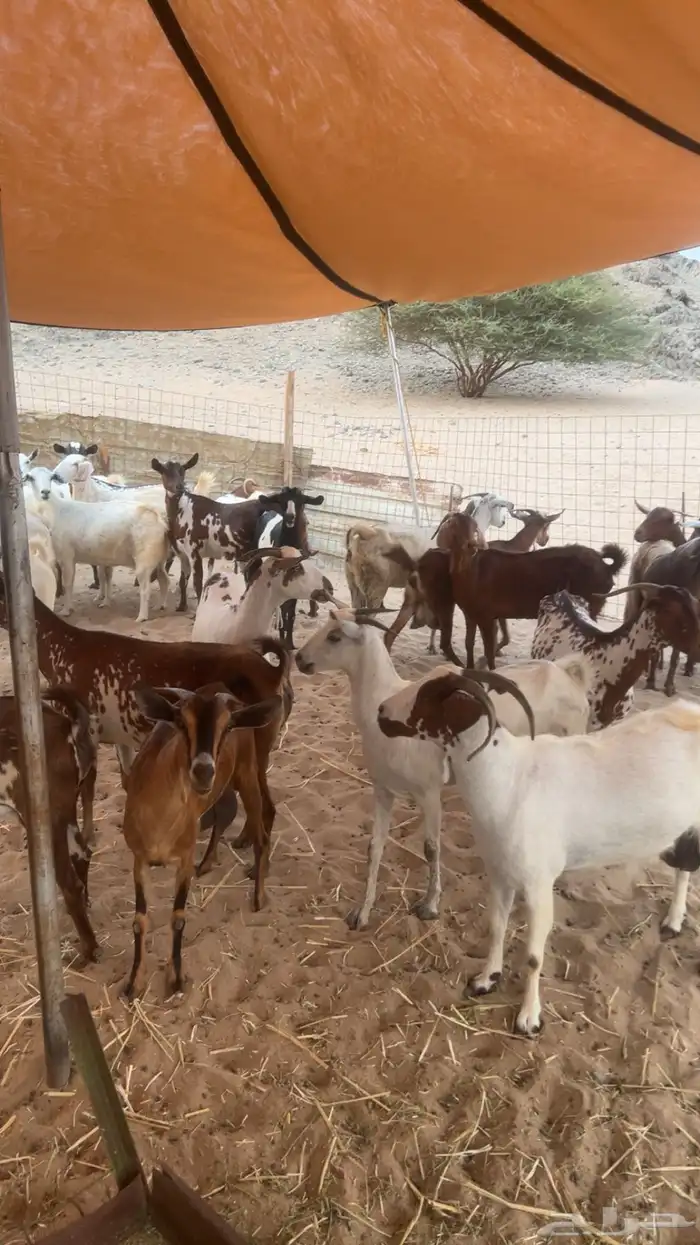 معزاء جنوبيه تهاميه طيبه جدا 6
