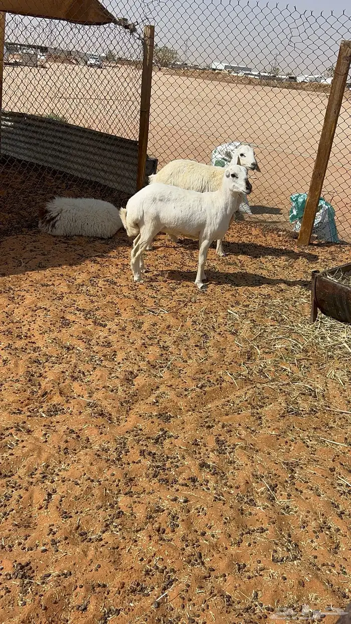 رخل رفيديه دافع 3