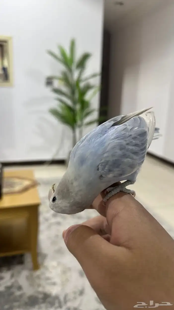 بغبغاء روز ل البيع 5