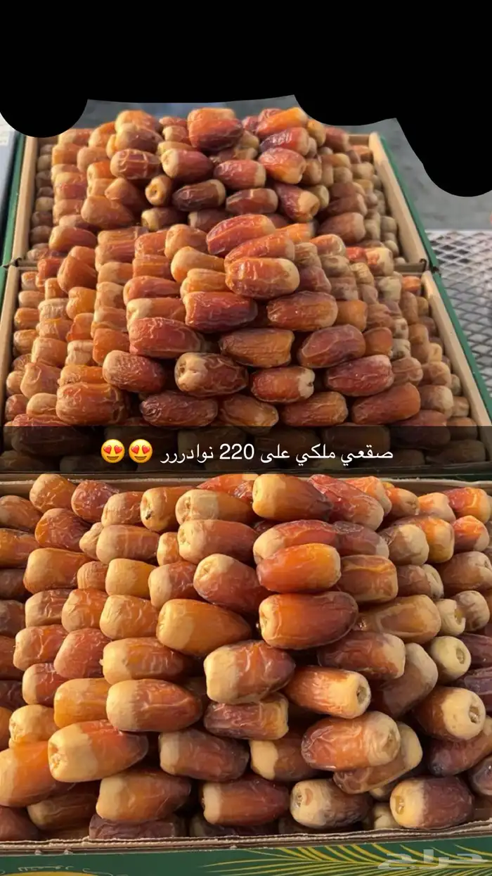 صقعي ملكي فاخررر نوادرر الصقي 0