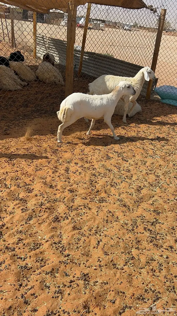 رخل رفيديه دافع 0