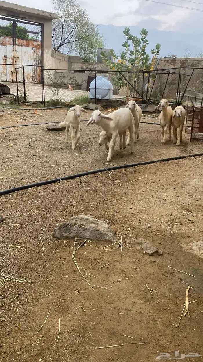 خرفان ورخال 2