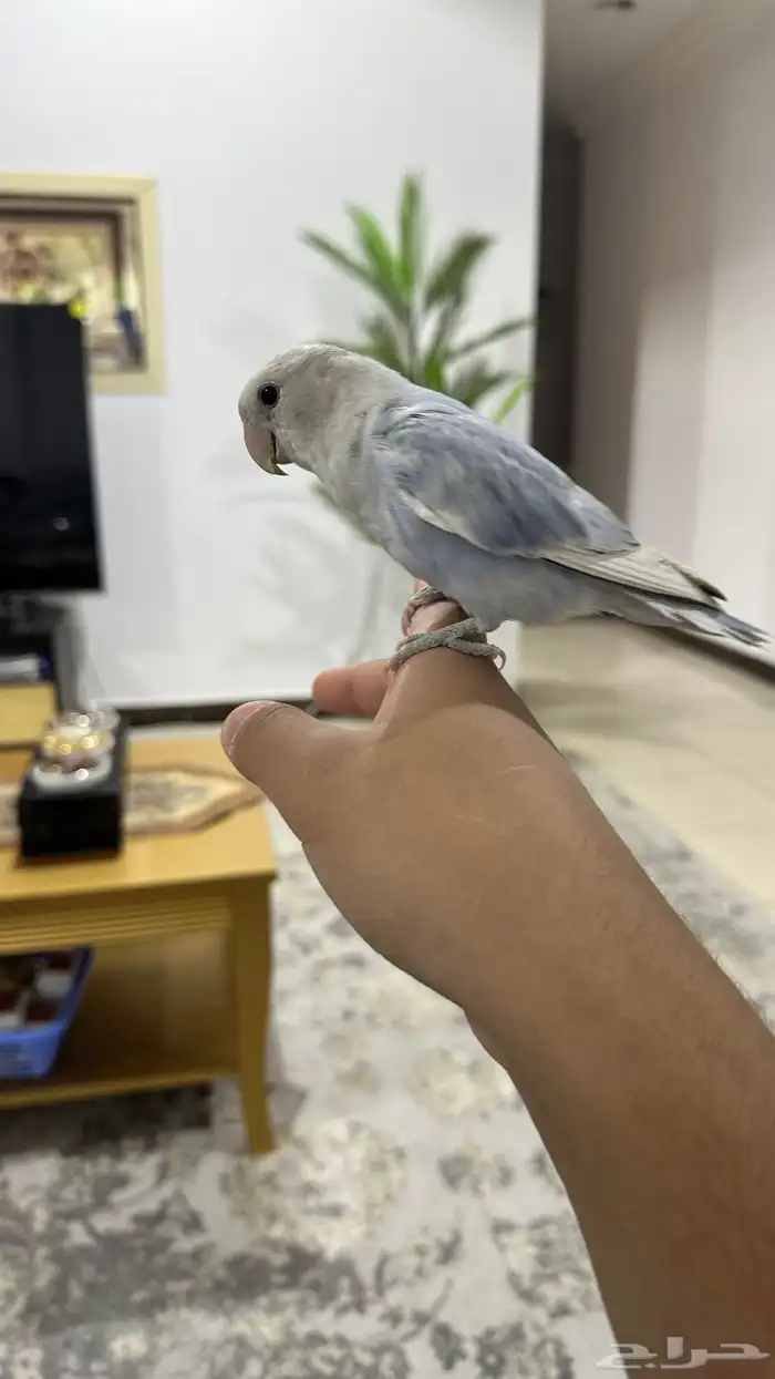 بغبغاء روز ل البيع 2