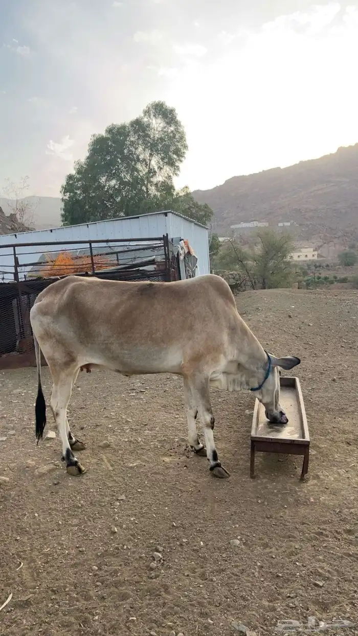 بقره بلدي للبيع 2