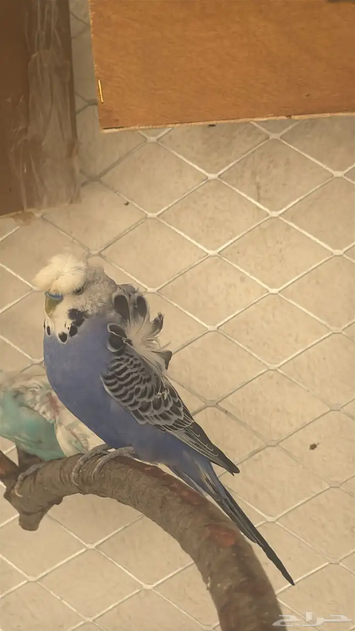 زوج روز وزوج هوقو 7