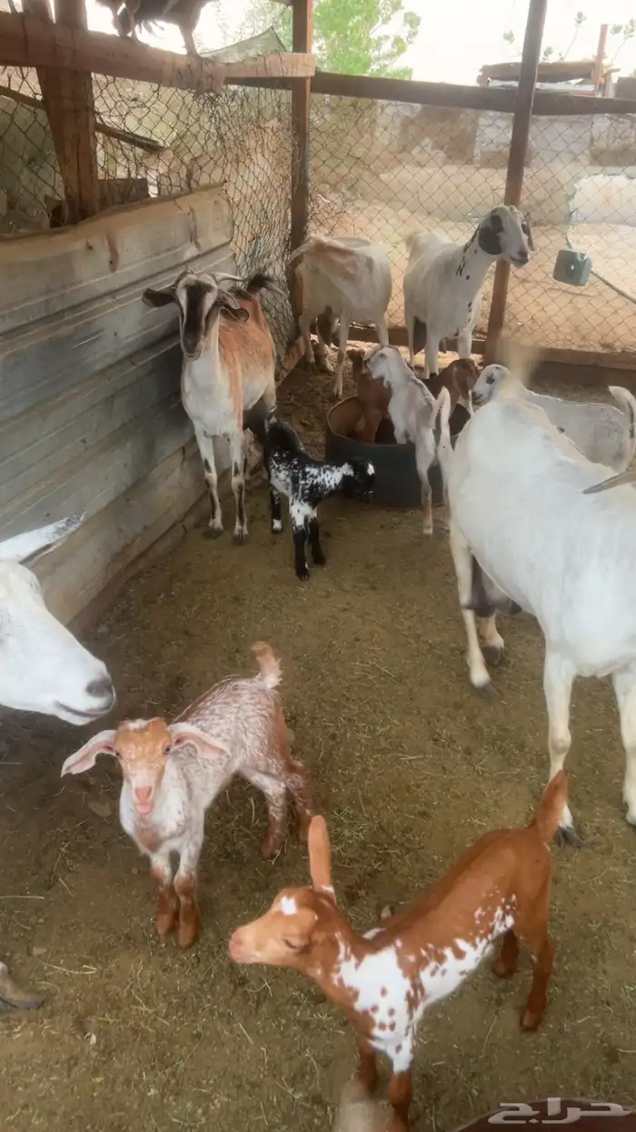 معزاء جنوبيه تهاميه طيبه جدا 12
