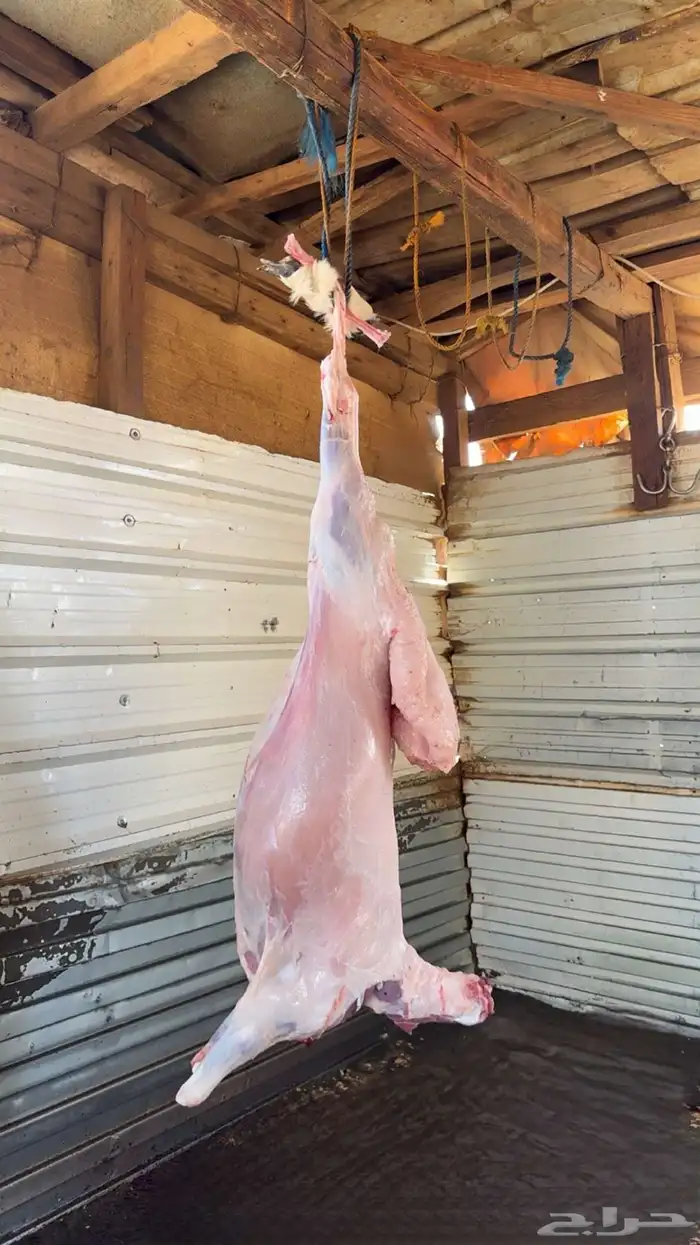 ذبايح ذبيحه حري تيس يوجد تمارا 5