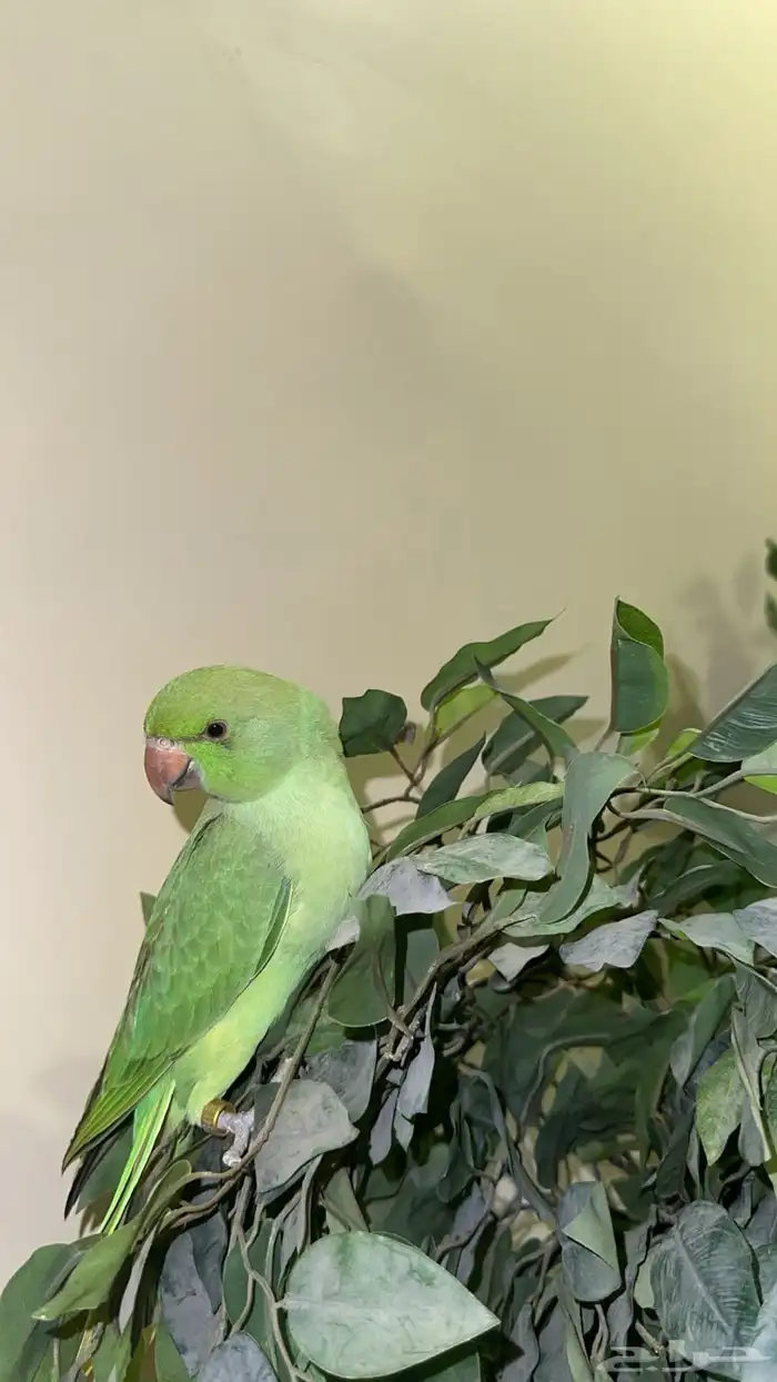 ببغاء دره 0