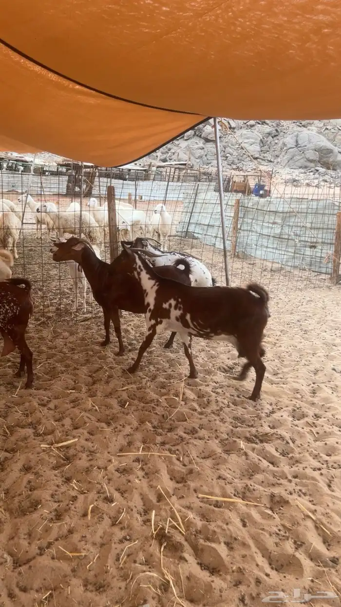 معزاء جنوبيه تهاميه طيبه جدا 10