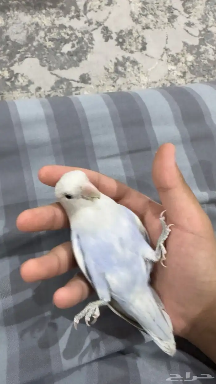 بغبغاء روز ل البيع 3