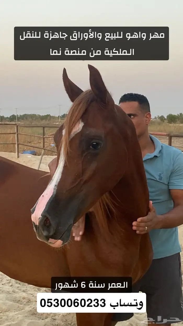 مهر واهو للبيع 0