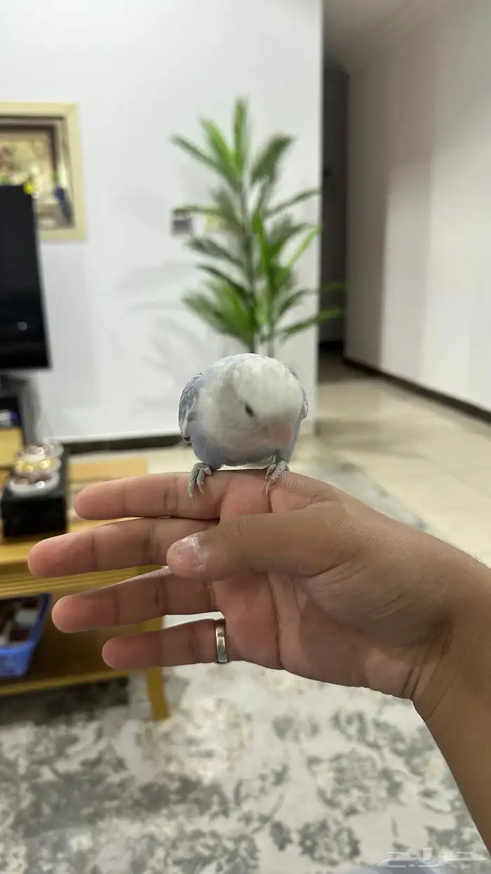 بغبغاء روز ل البيع 0