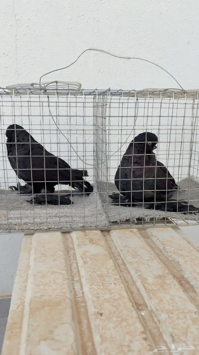 جوز لونق فيس اسود 6