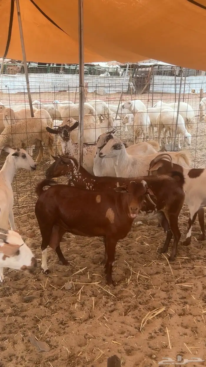 معزاء جنوبيه تهاميه طيبه جدا 7