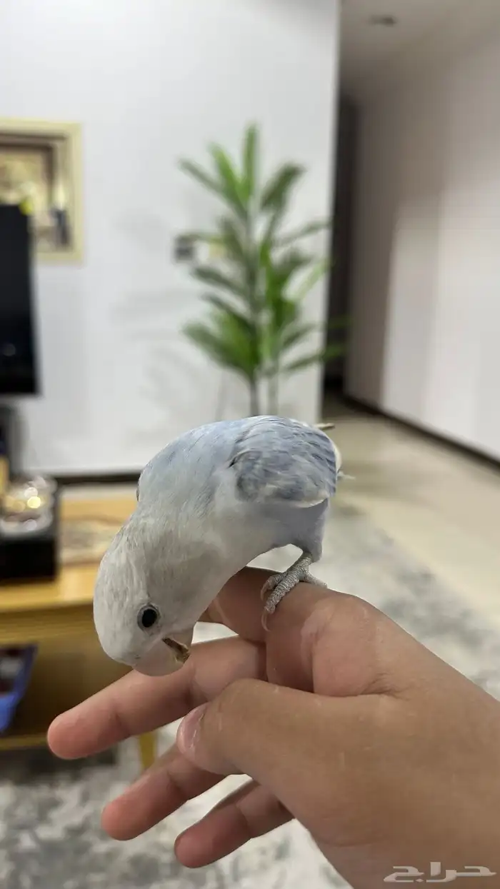 بغبغاء روز ل البيع 4