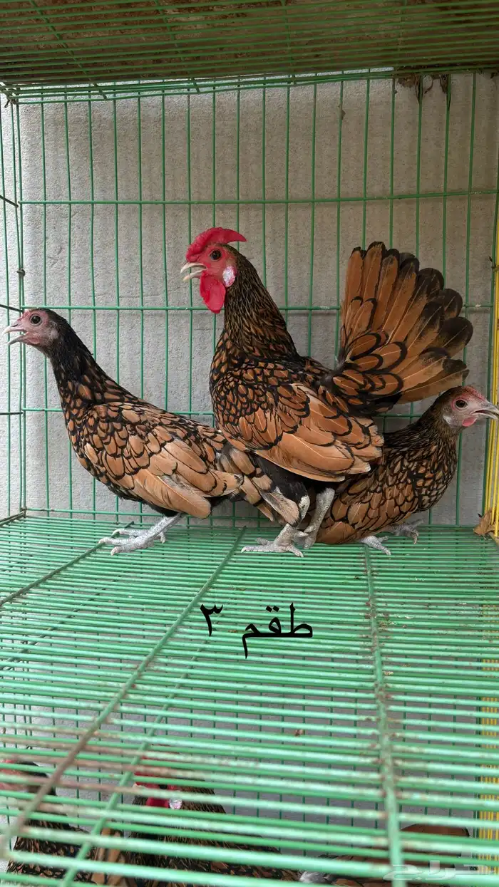 طقم دجاج سبرايت 4