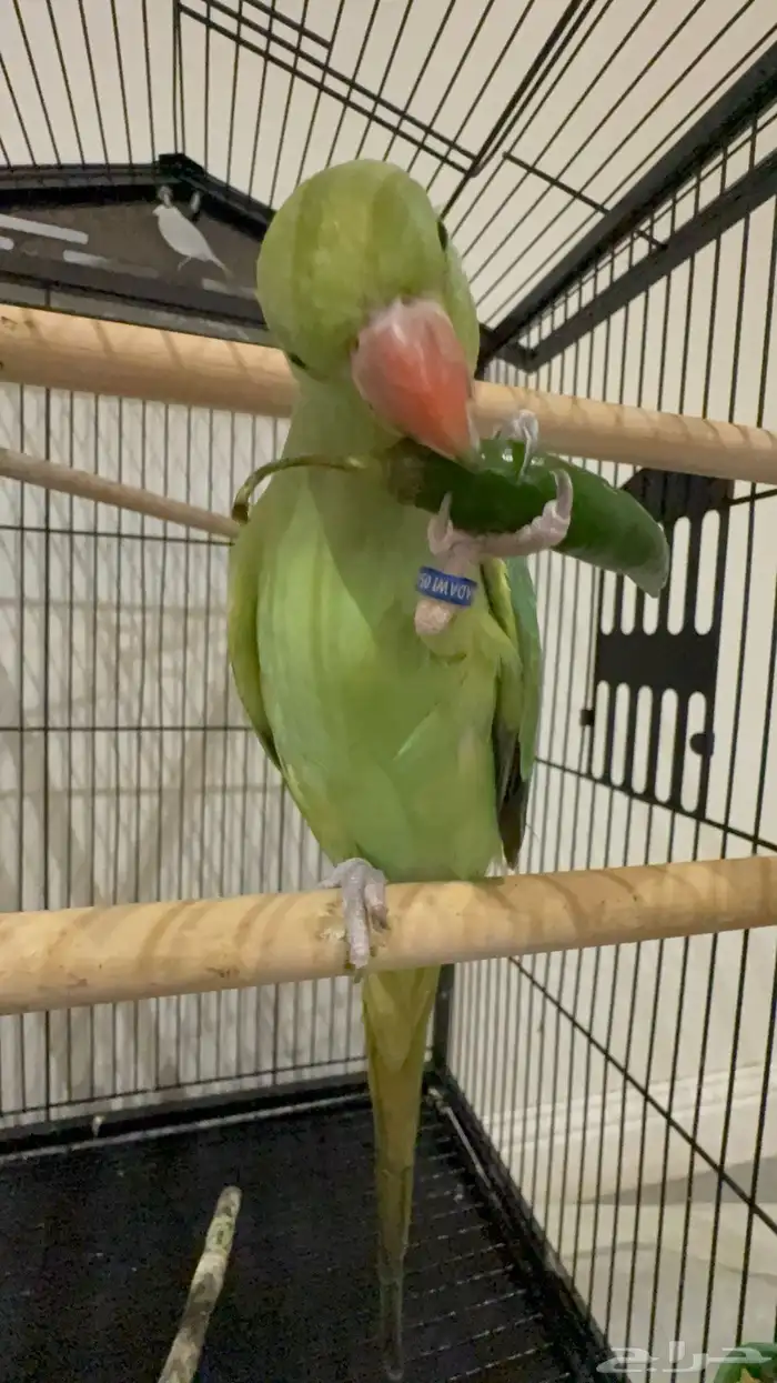 دره هنديه أليفه متكلم 17