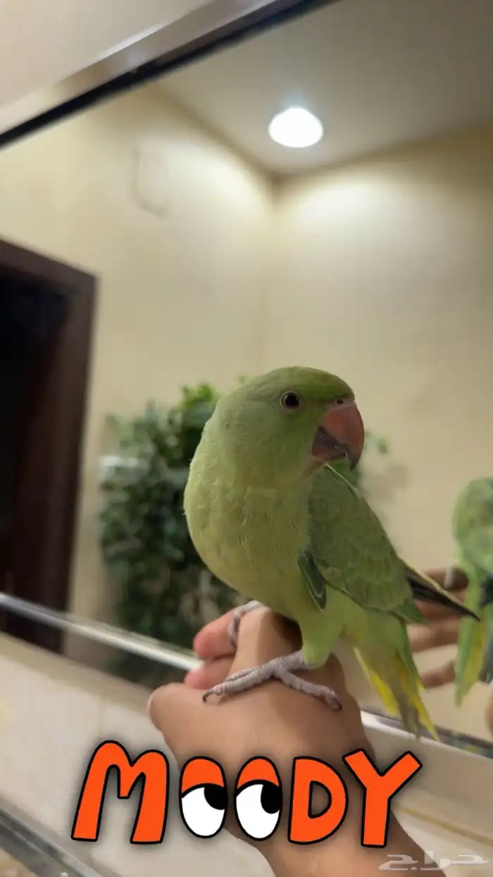 ببغاء دره 2