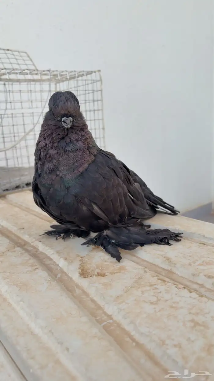 جوز لونق فيس اسود 0