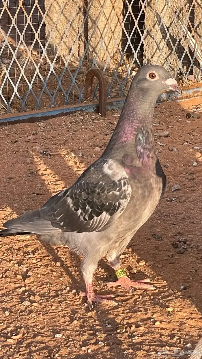 حمام زاجل سباق 1