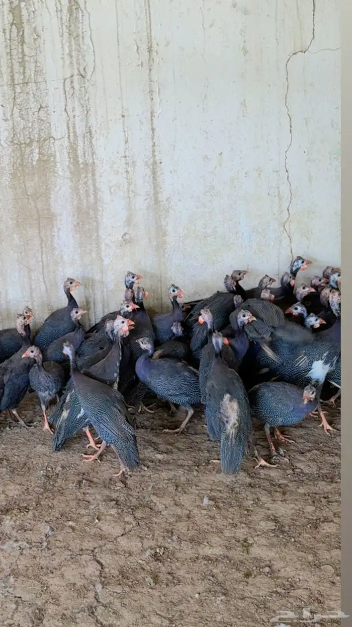 طيور بيت الزاجل 4