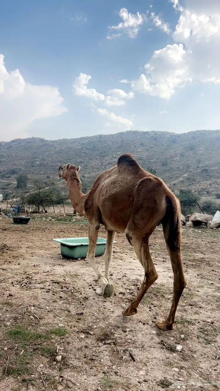 ناقة كفوو حمراء لقحه 1