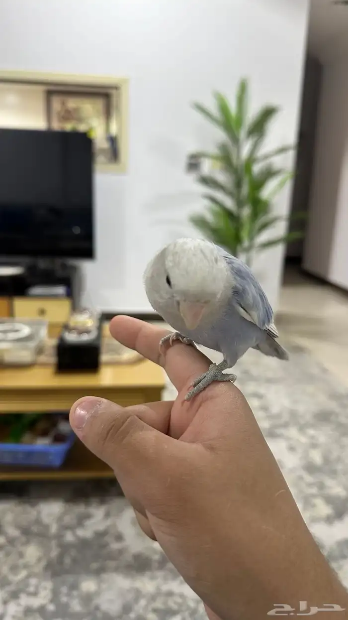 بغبغاء روز ل البيع 1