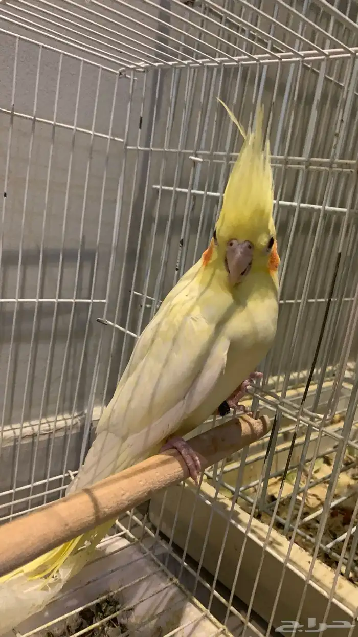 زوج كروان اليف منتج 0