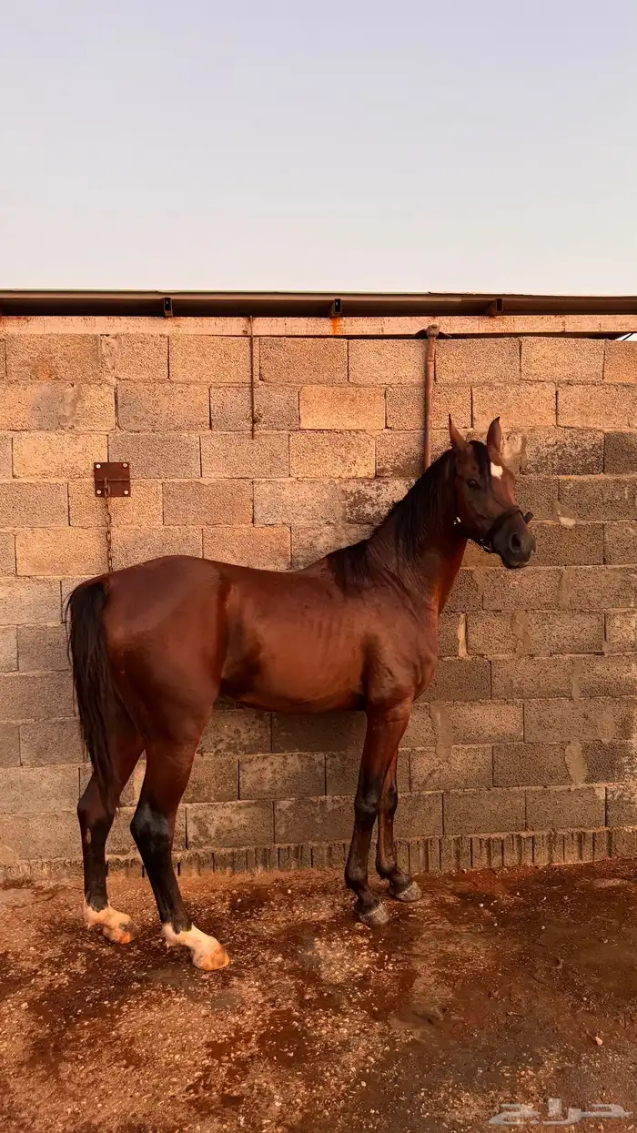 حصان شعبي العمر 3 ونص معسوف جاهز 1