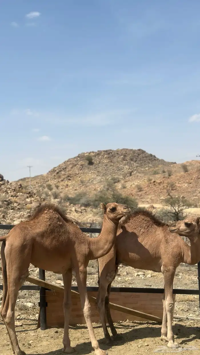 قعدان 3