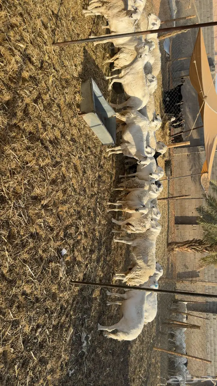 غنم دفيع ومقرعه 3