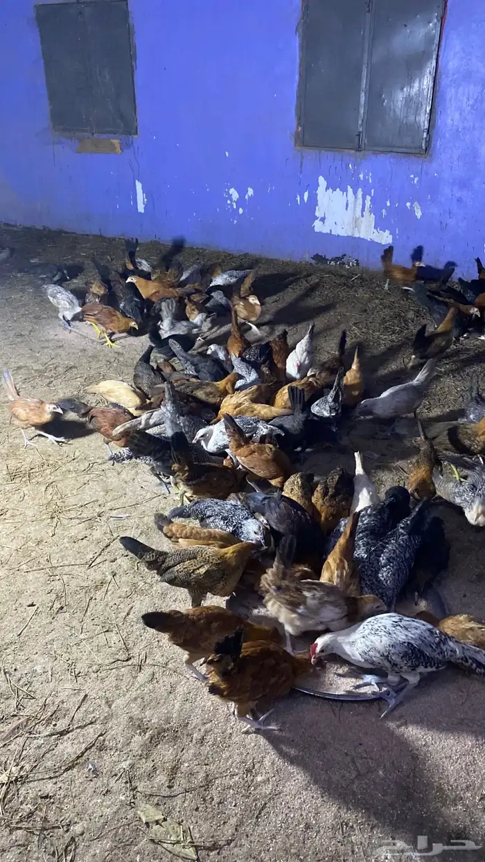 دجاج للبيع فقاسه العمر 5