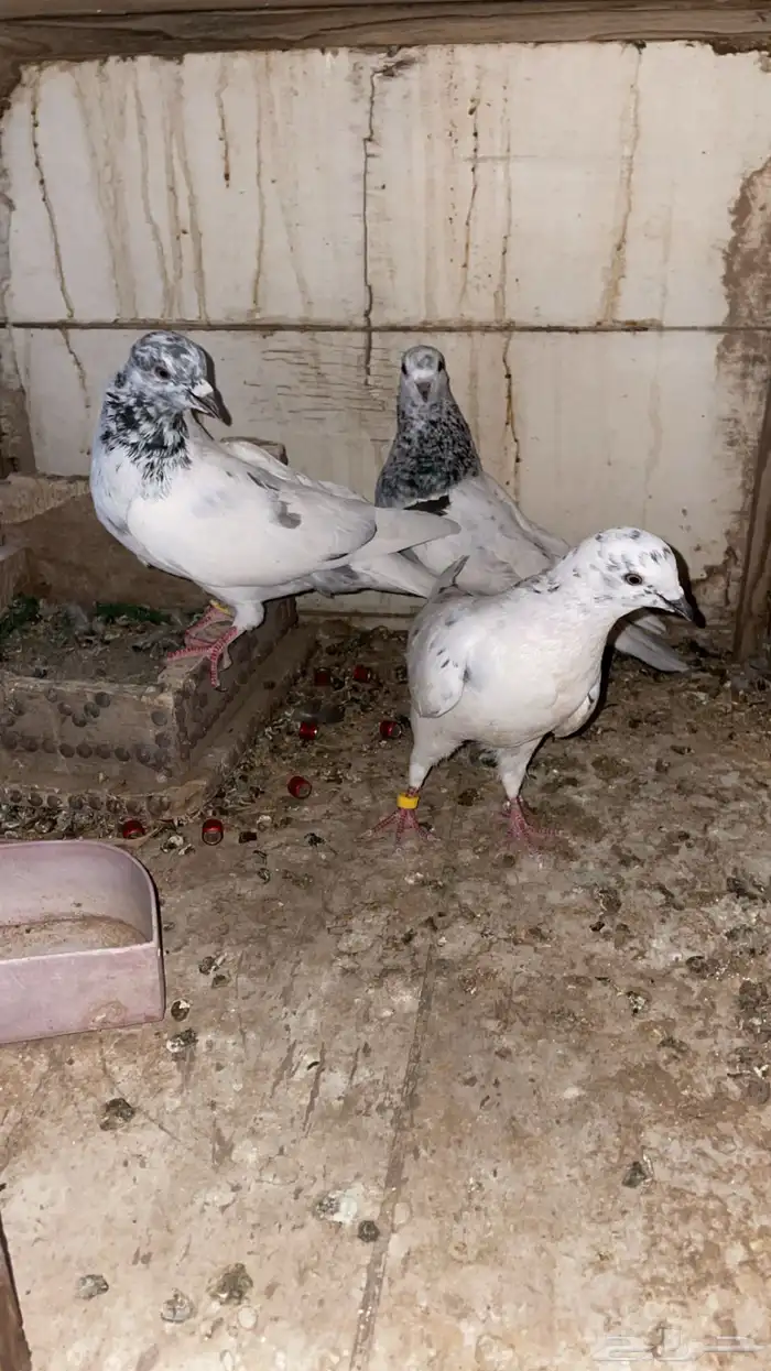 حمام 3