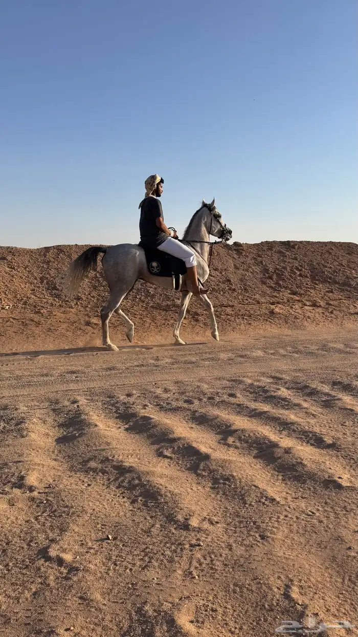 حصان أشعل واهو 7