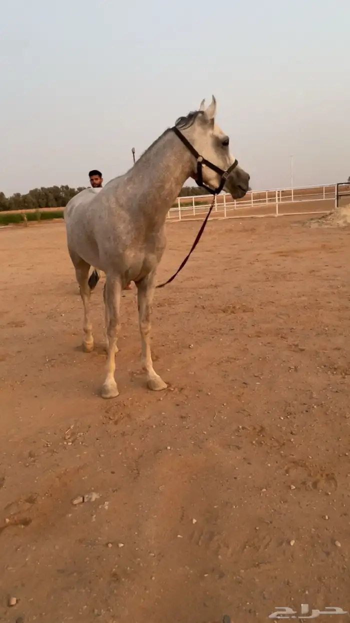 حصان أشعل واهو 1