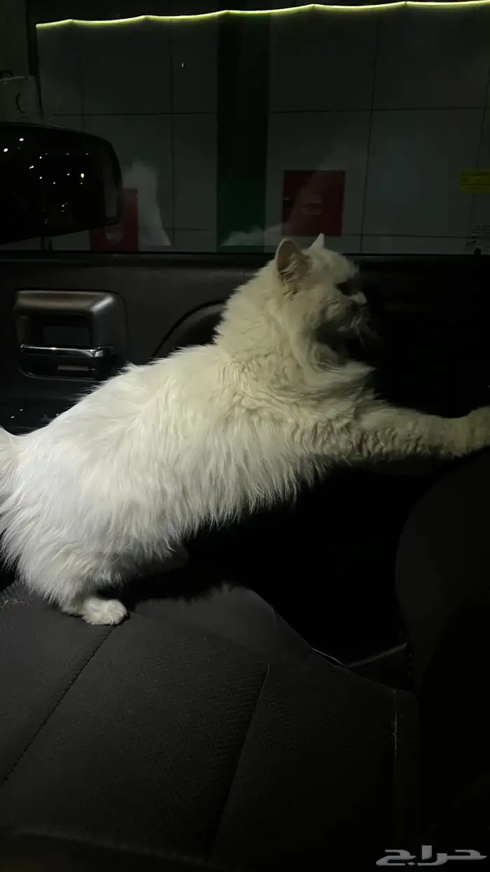 بسه ضايعه بيشه 2