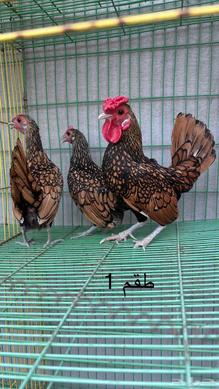 طقم دجاج سبرايت 0