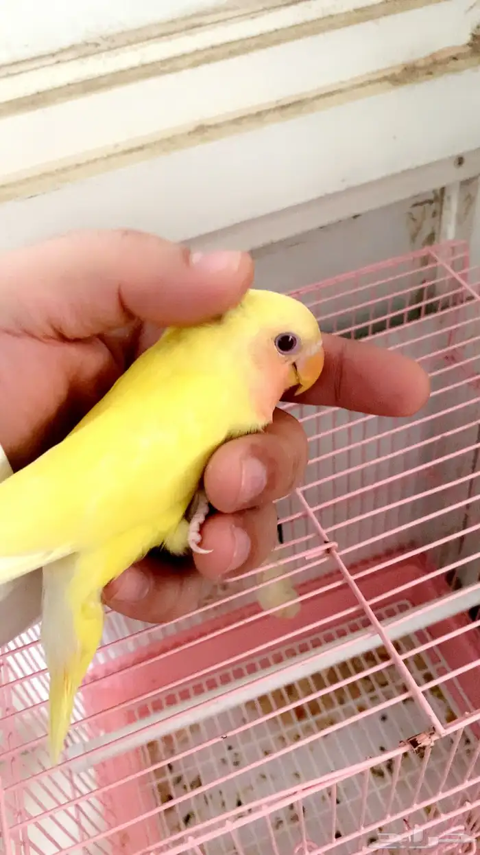 روز رد فيس عيون حمر هولندي فرخ 1