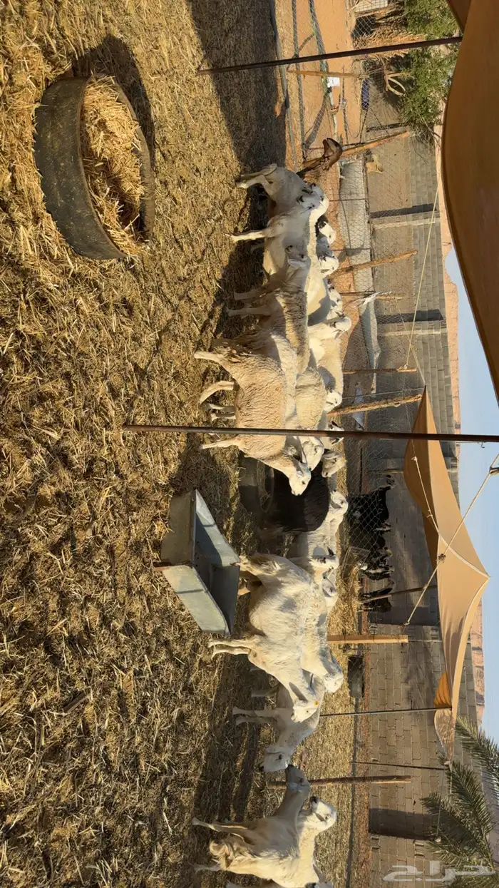 غنم دفيع ومقرعه 1
