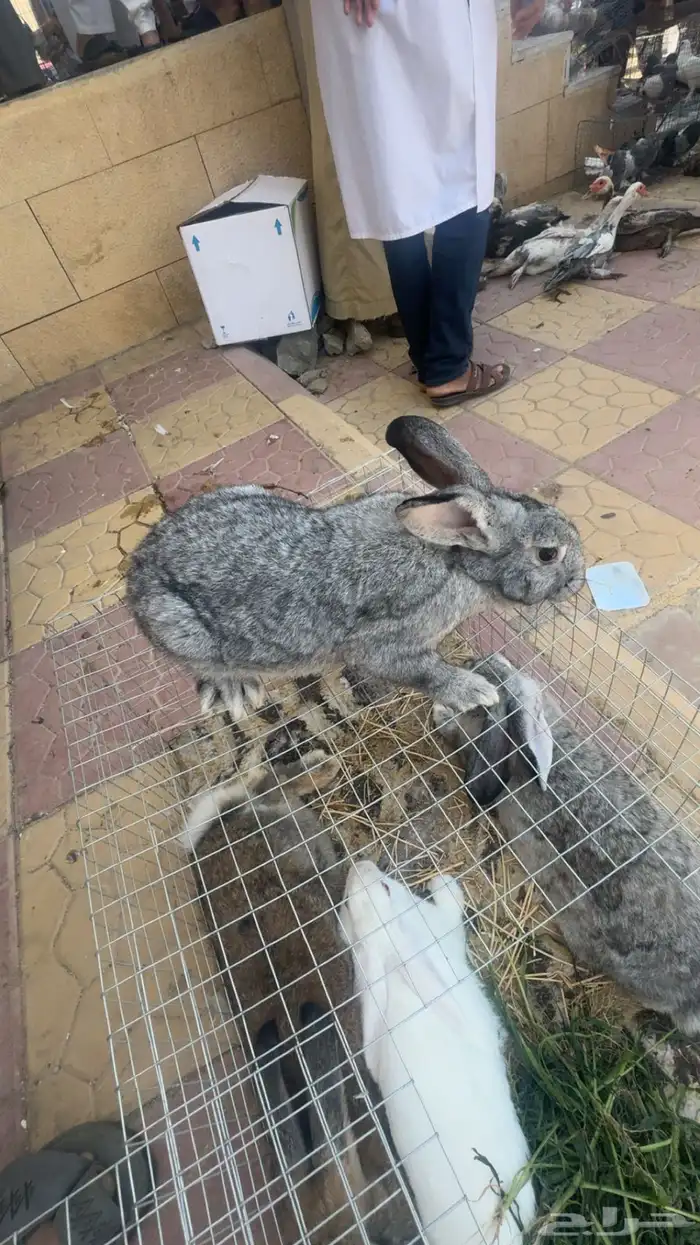 ارانب فرانسي وأمريكي 1