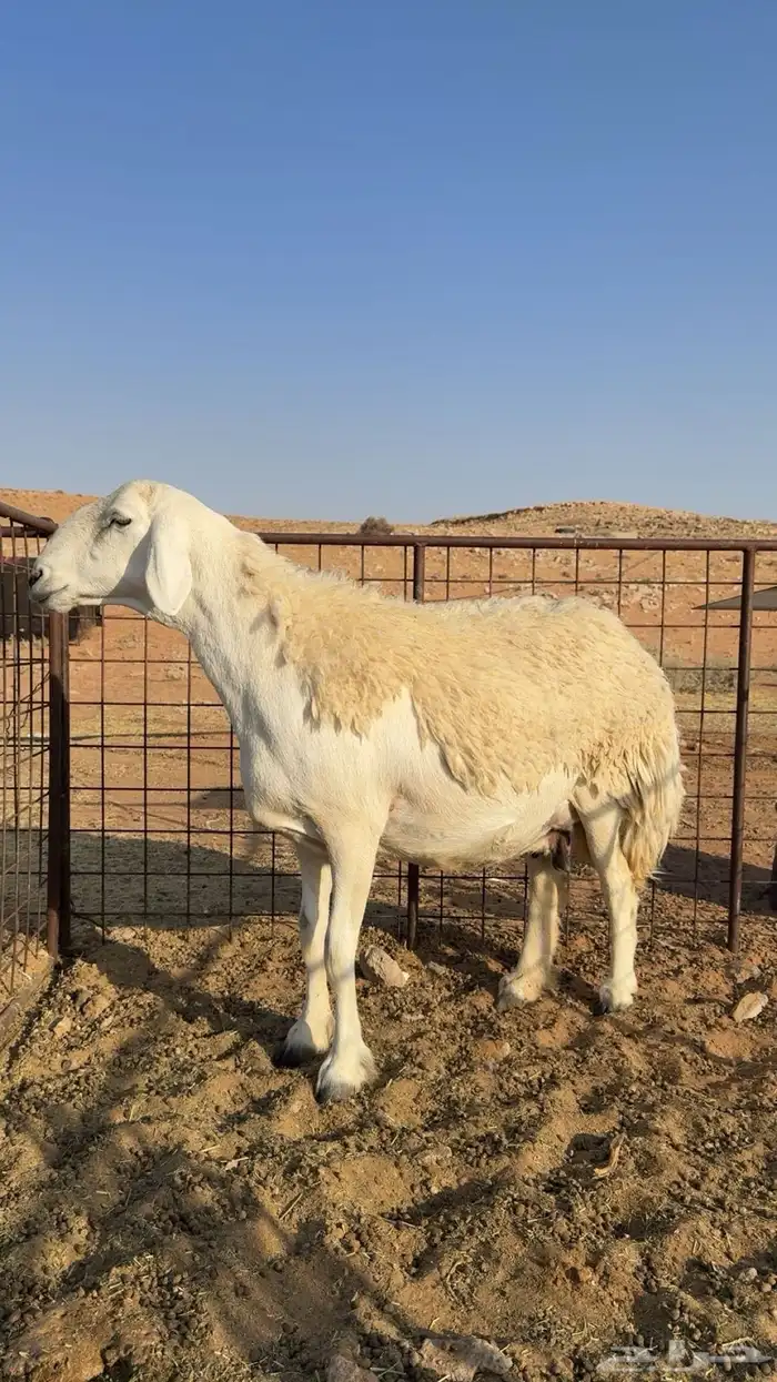 شاه حريه طيبه(تم البيع) 0