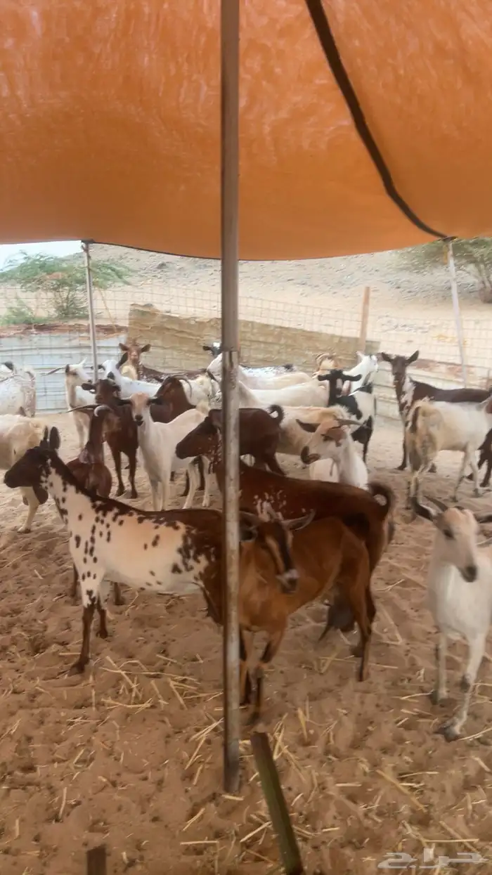 معزاء جنوبيه تهاميه طيبه جدا 1