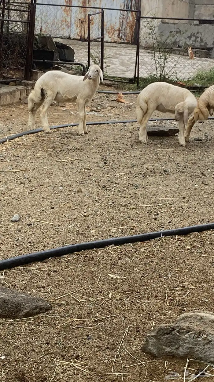 خرفان ورخال 3