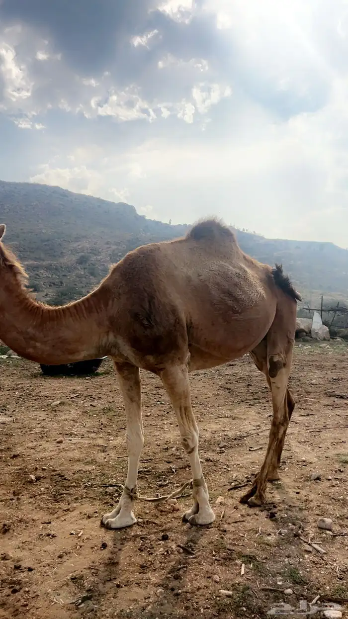ناقة كفوو حمراء لقحه 2