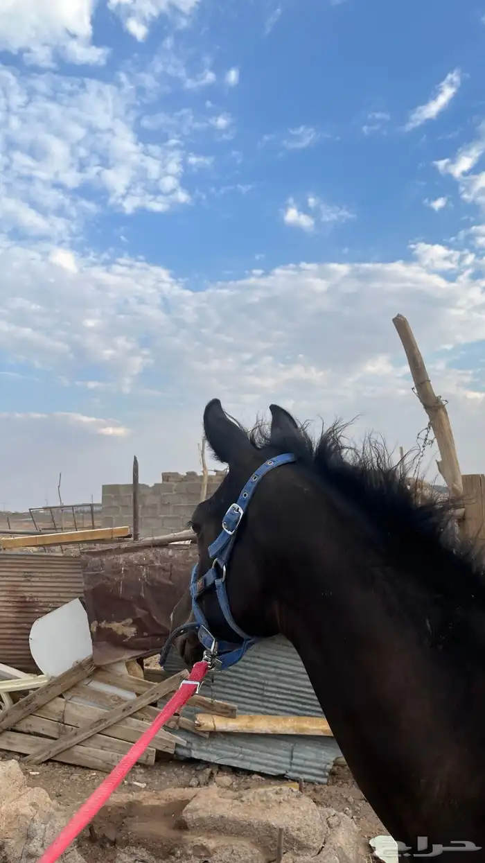 مهره دهماء شعبيه 2