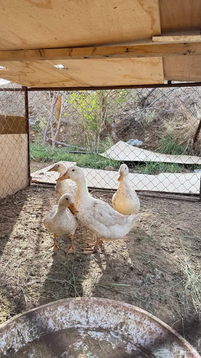 4بط للبيع 2