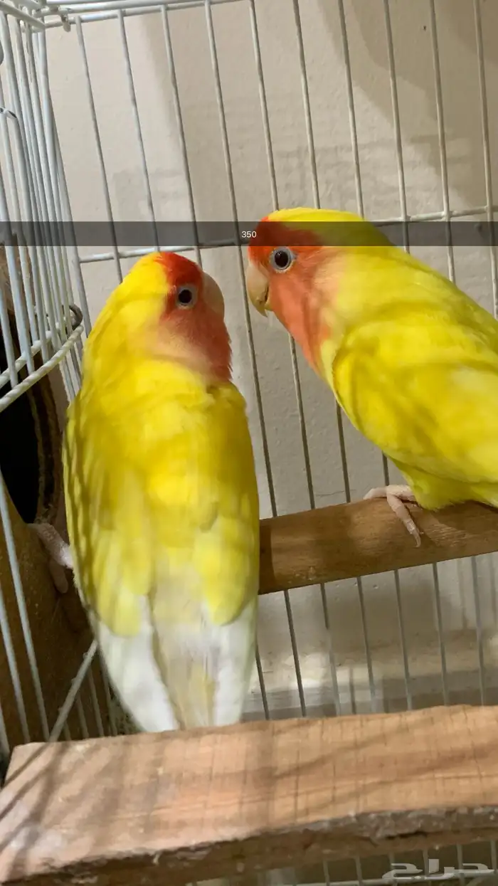 روز لاتينو عيون حمر اليف 2