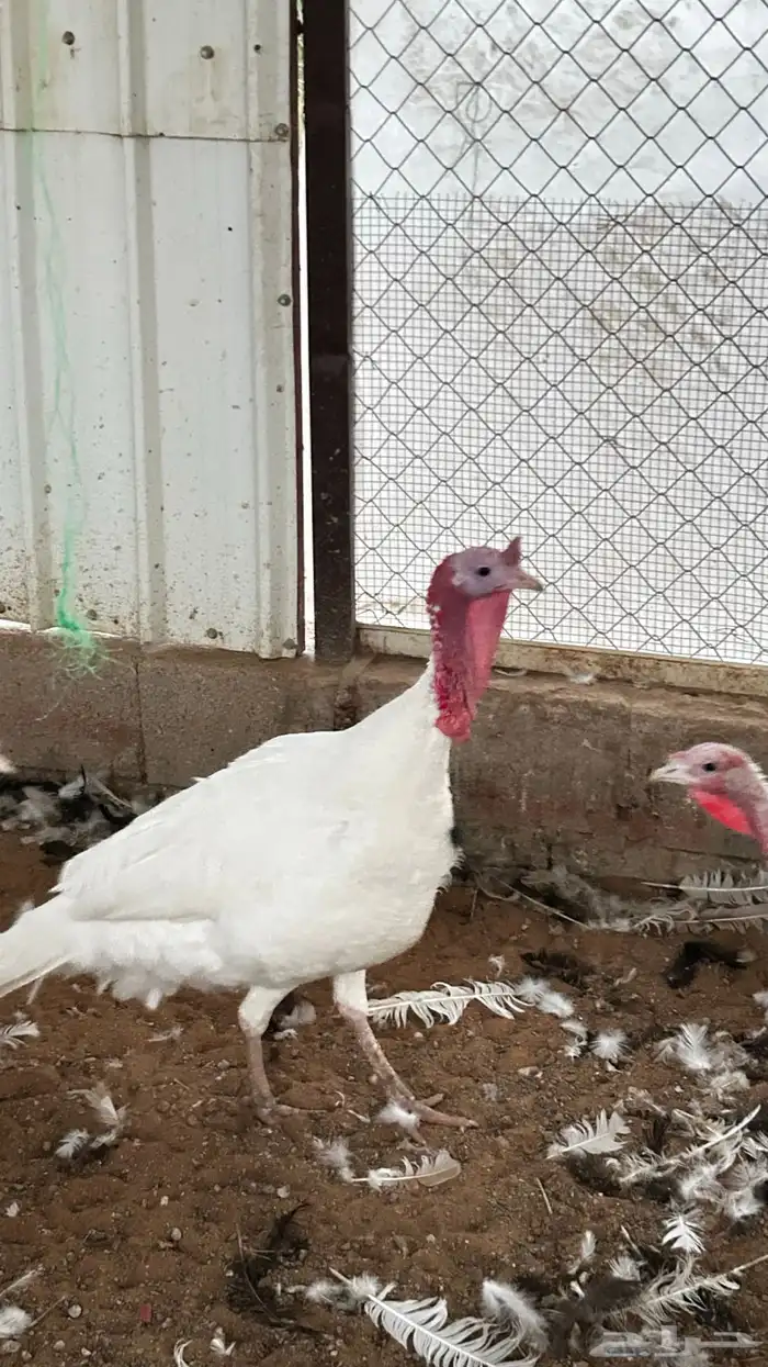 للبيع ديوك روميي 1