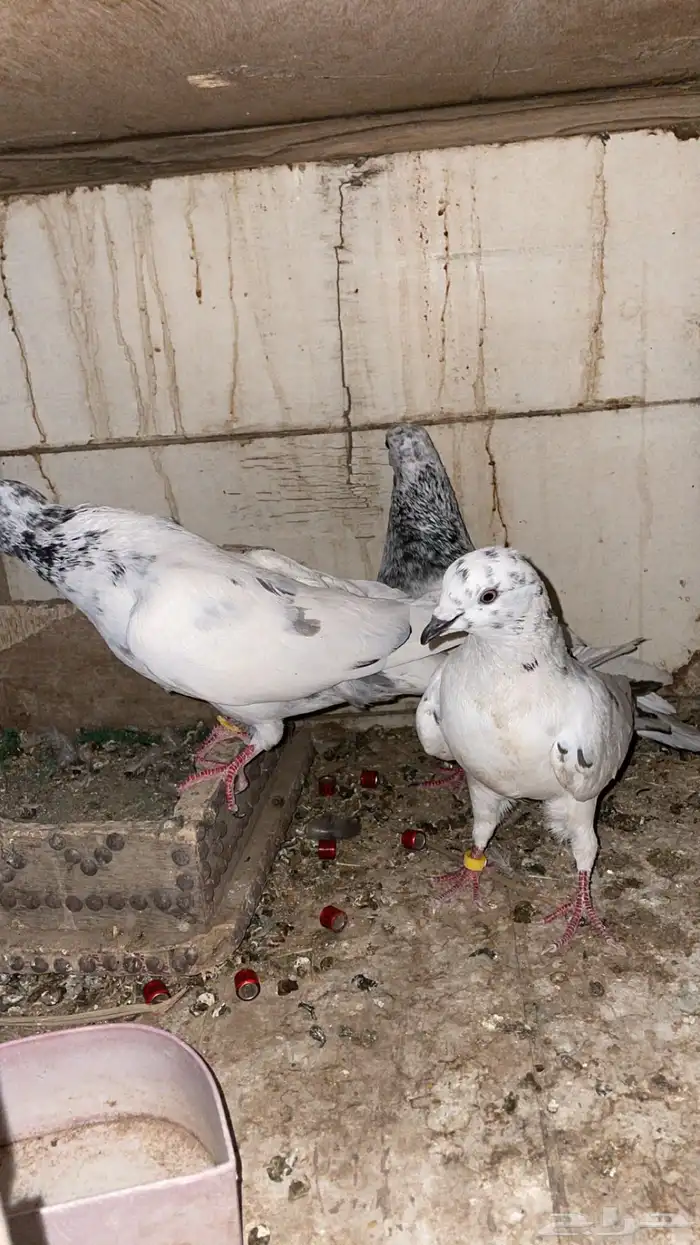 حمام 0