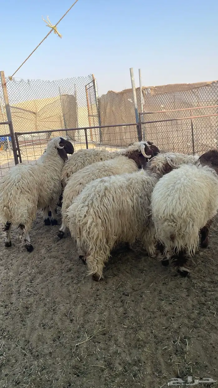 خرفان جذعان نعيمي بلدي فل شحم 0